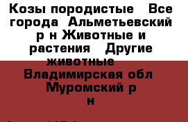 Козы породистые - Все города, Альметьевский р-н Животные и растения » Другие животные   . Владимирская обл.,Муромский р-н